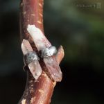 Krwawa lodowa iskra - rustykalny pierścionek