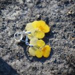 Zatopek Bratek kwiat I - 