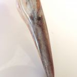 Dinosaur tooth, resin and silver, Gratis - 