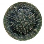 Talerz Ceramiczny Zielony Ręcznie Robiony Średnica 25 cm  - 