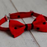 Muszka chłopięca - 