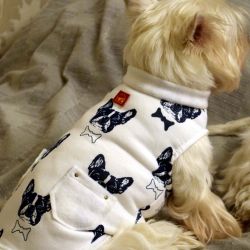 Bluza dresowa, kurtka, ubranko dla psa