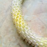wąż koralikowy 3 - 