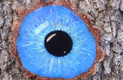 Niebieskie oko