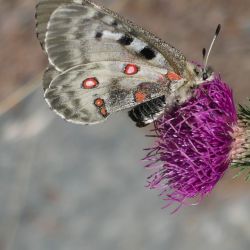 Zamówienie Specjalne -rezerwacja