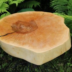 Stolik kawowy plaster drewna brzoza żywica