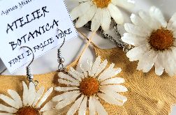 Komplet z margaretkami ogrodowymi