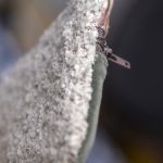 Portfelik z weluru w kwiaty - 