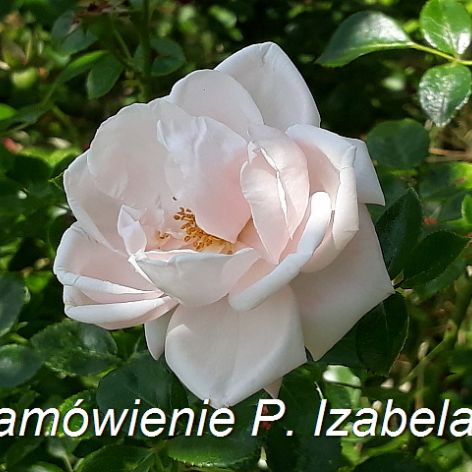 Kartki - zamówienie