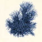 Plakat muszle grafika   koralowce prezent - null