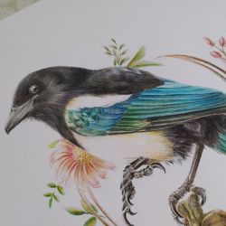 Sroka w kwiatach, ilustracja ręczna kredka A4