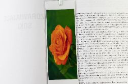 Zakładka do książki - róża herbaciana