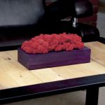 Chrobotek reniferowy, fioletowa donica - Red - 