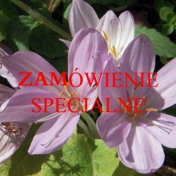 ZAMÓWIENIE SPECJALNE -pudełka na chusteczki