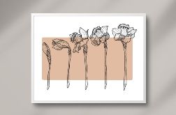 Plakat Daffodil 60x40cm