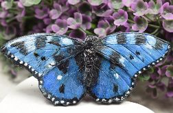 Duża broszka - niebieski motyl