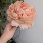 Świeca kwiat piwoni  - 