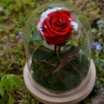 Wieczna róża w szklanej kopule 24cm z mchem. - null
