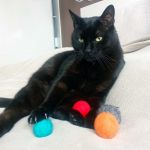 Zestaw piłeczek dla kota filcowe kolorowe - zabawki dla kota