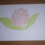 kwiatek na papierze fotograficznym - rysunek