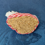 Biały kotek na korkowym podeście - 