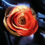 Róża Czerwonozłota - 