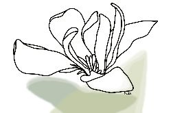 Grafika "Magnolia"