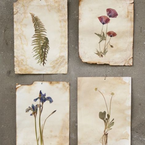 botaniczne plakaty