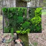 Obraz Kora I, chrobotek i mech stabilizowany - Kora III
