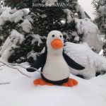 Pingwin - 