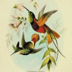 Grafika koliber ptaki prezent natura - 