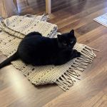 Dywan - Kocia akceptacja