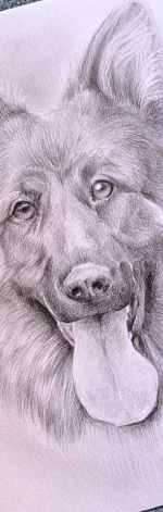 Portret zwierzaka wykonany ołówkami A4