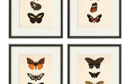 Grafika motyl motyle prezent historia natura
