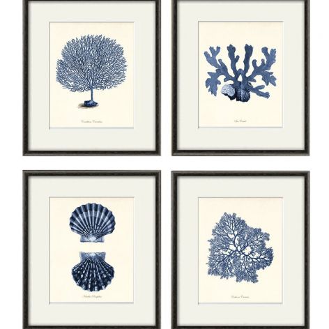 Plakat grafika koralowce prezent  muszle