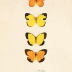 Grafika motyle motyl prezent historia natura - null
