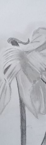 rysunek ołówkiem A4