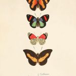 Grafika motyle motyl prezent historia natura - null