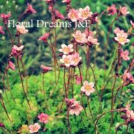Floral Dreams J&E Floral Dreams J&E