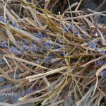 Wiosenny naturalny wianek z trw oraz lawendy - lawenda ozdobna trawa