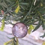 Ogrody Marzeń. Pierścień - 