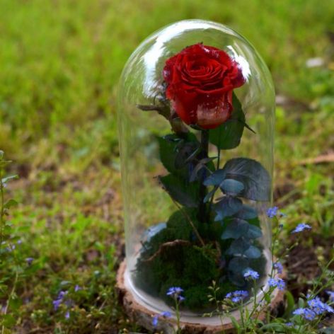 Wieczna róża w szklanej kopule 24cm z mchem.