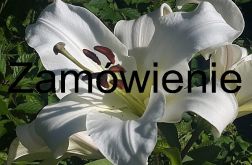 Kartka/zamówienie