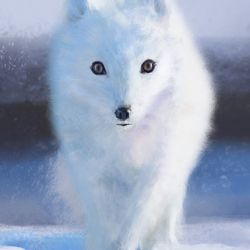 Obraz Biały lis - skandynawski, płótno