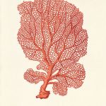 Plakat grafika koralowiec czerwony prezent - null