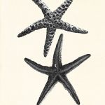 Plakat prezentgrafika koralowce konik morski - null