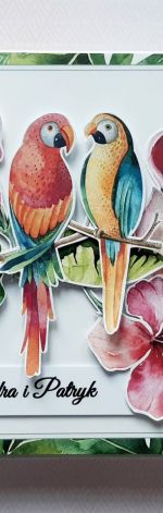 Papużki zamówione 