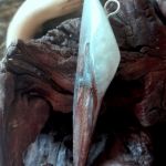 Dinosaur tooth, resin and silver + Gratis - 