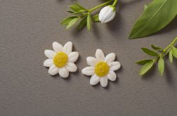 Białe stokrotki z modeliny