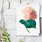 Plakat obraz różowa Hortensja 50X70 B2 - 